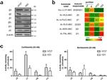 PSMB5 Antibody in Western Blot (WB)