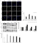 NFkB p65 Antibody in Western Blot, Immunocytochemistry, Immunohistochemistry (WB, ICC/IF, IHC)