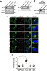 Golgin-97 Antibody in Immunocytochemistry (ICC/IF)