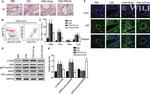 CD3e Antibody in Flow Cytometry (Flow)