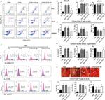 IFN gamma Antibody in Flow Cytometry (Flow)