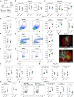 CD279 (PD-1) Antibody in Flow Cytometry (Flow)