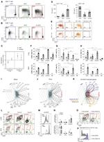 MHC Class II (I-A/I-E) Antibody in Flow Cytometry (Flow)