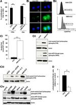 CD3 Antibody in T-Cell Activation (TCA)