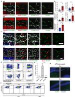 TER-119 Antibody in Flow Cytometry (Flow)