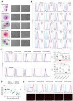 CD163 Antibody in Flow Cytometry (Flow)