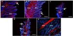 CD44 Antibody in Immunocytochemistry (ICC/IF)