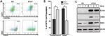 CD71 (Transferrin Receptor) Antibody in Flow Cytometry (Flow)