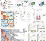 CD103 (Integrin alpha E) Antibody in Flow Cytometry (Flow)