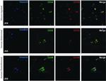 CD34 Antibody in Immunocytochemistry (ICC/IF)