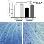 FOXP3 Antibody in Immunocytochemistry, Immunohistochemistry (PFA fixed) (ICC/IF, IHC (PFA))