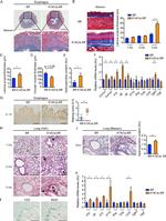 CD45R (B220) Antibody in Immunohistochemistry (IHC)