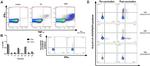 IFN gamma Antibody in Flow Cytometry (Flow)