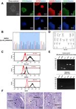 OCT4 Antibody in Immunocytochemistry (ICC/IF)