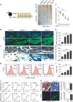 Alpha-Smooth Muscle Actin Antibody in Immunocytochemistry (ICC/IF)