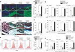 Alpha-Smooth Muscle Actin Antibody in Immunocytochemistry (ICC/IF)