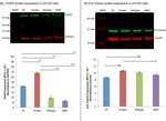 beta Actin Antibody in Western Blot (WB)