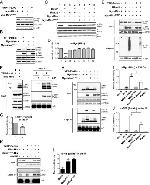 6x-His Tag Antibody in Western Blot (WB)