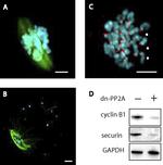 alpha Tubulin Antibody in Immunocytochemistry, Immunohistochemistry (ICC/IF, IHC)