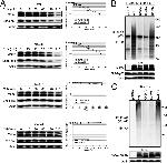 p53 Antibody in Western Blot (WB)