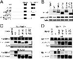 p53 Antibody in Western Blot (WB)