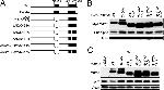 p53 Antibody in Western Blot (WB)