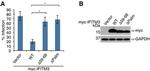 GAPDH Antibody in Western Blot (WB)