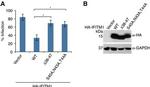 GAPDH Antibody in Western Blot (WB)