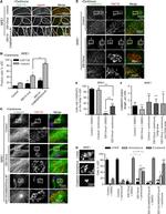 alpha Tubulin Antibody in Immunocytochemistry (ICC/IF)