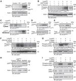 Actin Antibody in Western Blot (WB)