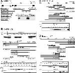 6x-His Tag Antibody in Western Blot (WB)