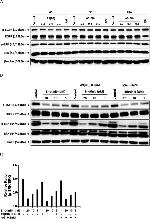 alpha Tubulin Antibody in Western Blot (WB)