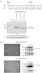 beta Actin Antibody in Western Blot (WB)