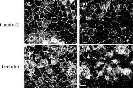 Claudin 2 Antibody in Immunocytochemistry (ICC/IF)