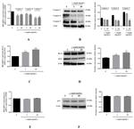 Caspase 9 Antibody in Western Blot (WB)