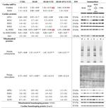 Nitrotyrosine Antibody in Western Blot (WB)