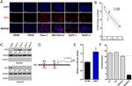 GAPDH Loading Control Antibody in Western Blot (WB)