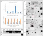 RAB5 Antibody in Western Blot (WB)