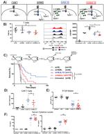 CD19 Antibody in Flow Cytometry (Flow)