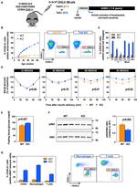 CD3e Antibody in Flow Cytometry (Flow)