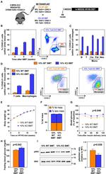 CD3e Antibody in Flow Cytometry (Flow)