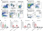 CD4 Antibody in Flow Cytometry (Flow)