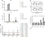 IFN gamma Antibody in Flow Cytometry (Flow)