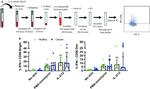 IFN gamma Antibody in Flow Cytometry (Flow)