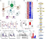 CD4 Antibody in Flow Cytometry (Flow)