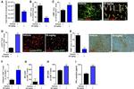 CD25 Antibody in Flow Cytometry (Flow)