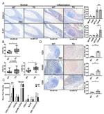 CD8a Antibody in Flow Cytometry (Flow)