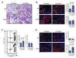 CD45 Antibody in Flow Cytometry (Flow)