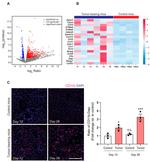 CD11b Antibody in Immunohistochemistry (IHC)