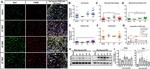 CD45 Antibody in Flow Cytometry (Flow)